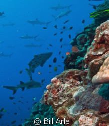 Coral Sea.  Shark Dive.  Canon G-10. by Bill Arle 
